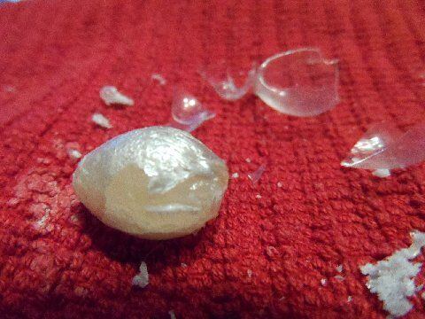Zerbrechliches Glas auf einer Wachsperle zerbricht, wenn es angeschlagen wird, wodurch die falsche Perle im Inneren zum Vorschein kommt. echte perlen erkennen
